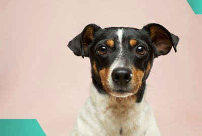 Что важно знать владельцам о содержании собак в квартире?