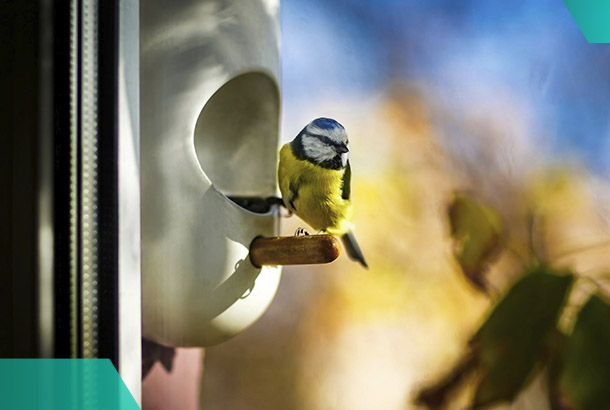 Когда обычная кормушка за окном может привести к штрафу?