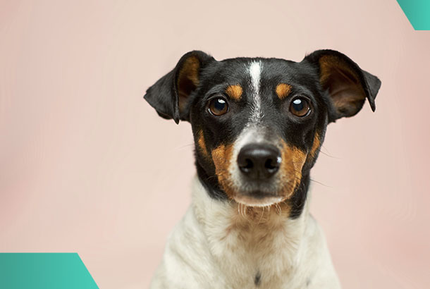 Что важно знать владельцам о содержании собак в квартире?