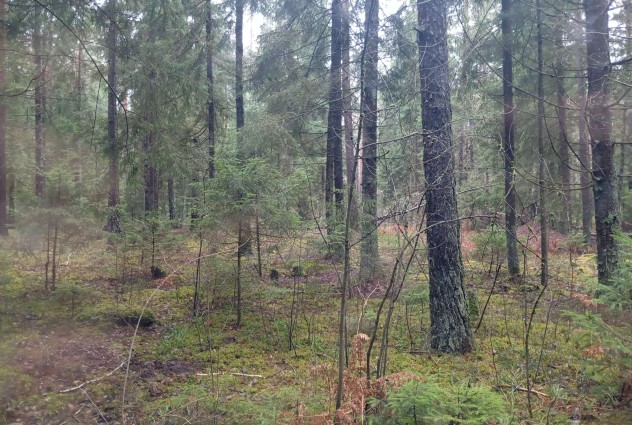 Фото Продаётся дом с участком в СТ “Дальний остров”, 46 км от Минска — 51