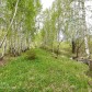 Малое фото - Дом у лесного массива в д. Алексеевка Лесная 6, Пуховичское направление 17 км от МКАД — 14
