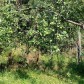 Малое фото - Продается участок в СТ «Узборье» в живописном месте, Логойское направление. — 14