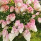 Малое фото - Дача 25км от МКАД, рядом с Заславлем! — 66