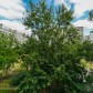 Малое фото - 1-к квартира на Селицкого, 99 под ваш ремонт! Чистая продажа  — 6